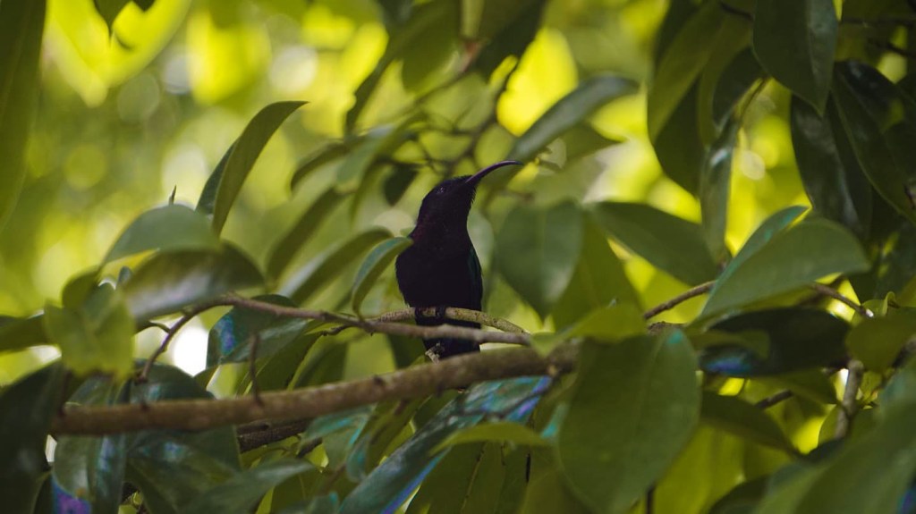 Martinique – a Diamond in the&nbsp;Caribbean